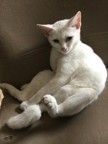 Tìm Mèo lạc tại Đồng Nai -  Mèo Ta Cái, màu Trắng