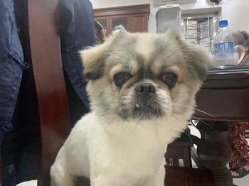 Tìm Chó lạc tại Hải Phòng -  Chó Phốc sóc lai Bắc Kinh Đực, màu Đen - Trắng (Bò sữa)