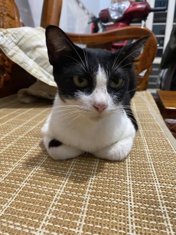 Tìm Mèo lạc tại Lâm Đồng - Mèo Mướp Cái, màu Đen - Trắng (Bò sữa)