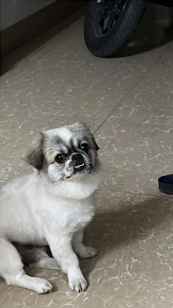 Tìm Chó lạc tại Hải Phòng -  Chó Phốc sóc lai Bắc Kinh Đực, màu Đen - Trắng (Bò sữa)