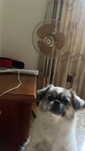 Tìm Chó lạc tại Hải Phòng - Chó Phốc sóc lai Bắc Kinh Đực, màu Đen - Trắng (Bò sữa)