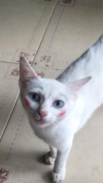 Tìm Mèo lạc tại Đồng Nai -  Mèo Ta Cái, màu Trắng