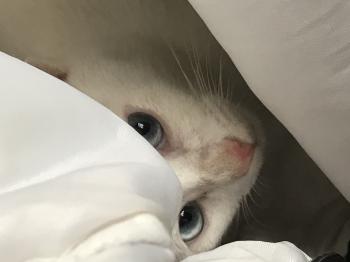 Tìm Mèo lạc tại Đồng Nai