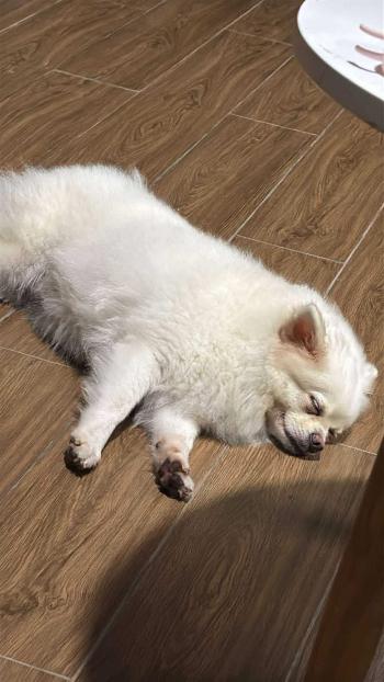 Tìm Chó lạc tại Đồng Nai