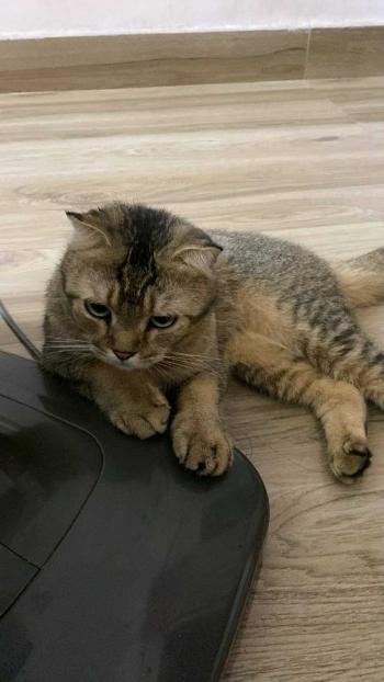 Tìm Mèo lạc tại Hà Tĩnh