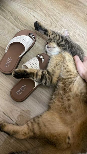 Tìm Mèo lạc tại Hà Tĩnh -  Mèo Anh Đực, màu Vằn vện