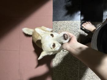 Phát hiện Chó lạc tại Bình Dương