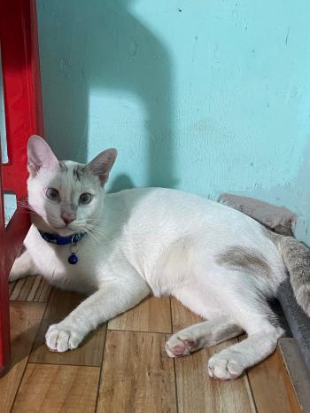 Tìm Mèo lạc tại TP Hồ Chí Minh