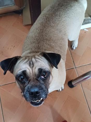 Tìm Chó lạc tại Tây Ninh -  Chó Pug Cái, màu Kem (Vàng mơ)