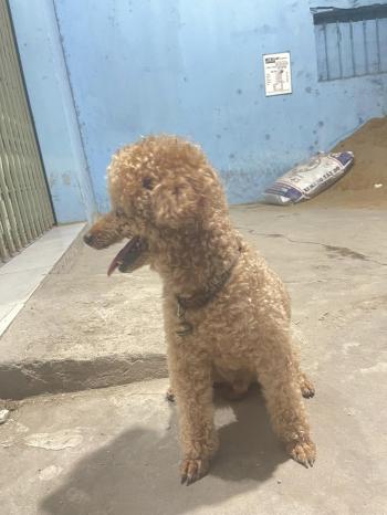 Tìm Chó lạc tại Cần Thơ -  Chó Poodle Đực, màu Nâu đỏ