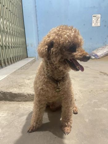 Tìm Chó lạc tại Cần Thơ -  Chó Poodle Đực, màu Nâu đỏ