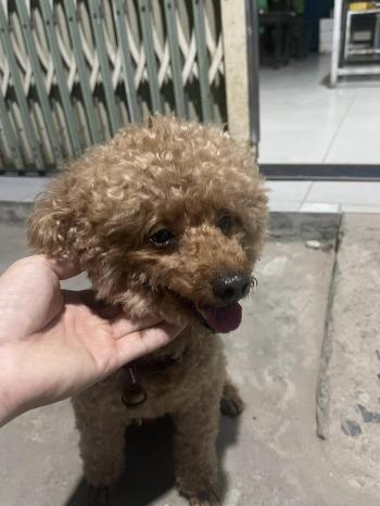 Tìm Chó lạc tại Cần Thơ -  Chó Poodle Đực, màu Nâu đỏ