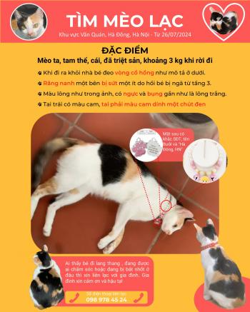 Tìm Mèo lạc tại Hà Nội -  Mèo Tam thể Cái, màu Đen - Vàng