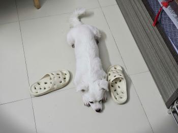 Tìm Chó lạc tại Hà Nam -  Chó Phốc sóc lai Bắc Kinh Đực, màu Trắng