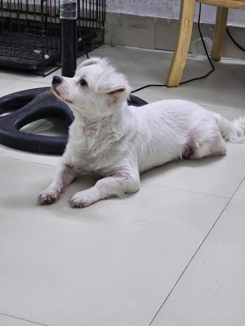 Tìm Chó lạc tại Hà Nam -  Chó Phốc sóc lai Bắc Kinh Đực, màu Trắng