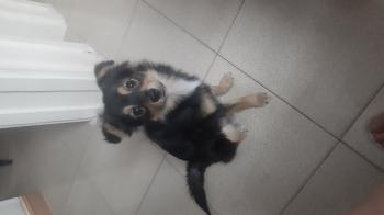 Tìm Chó lạc tại Hải Dương -  Chó Phốc sóc Đực, màu Đen