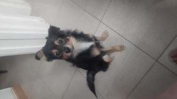 Tìm Chó lạc tại Hải Dương