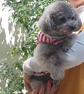 Tìm Chó lạc tại TP Hồ Chí Minh -  Chó Poodle Đực, màu Xám