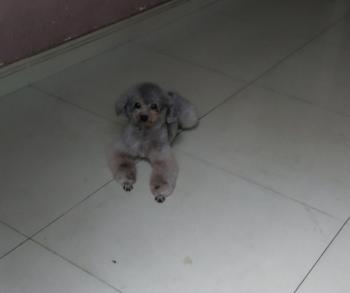 Tìm Chó lạc tại TP Hồ Chí Minh -  Chó Poodle Đực, màu Xám