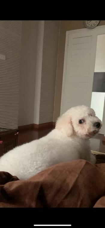 Tìm Chó lạc tại Bắc Giang -  Chó Poodle Cái, màu Trắng