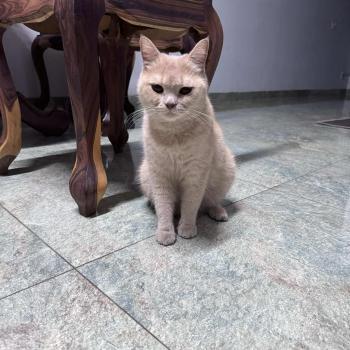 Tìm Mèo lạc tại TP Hồ Chí Minh