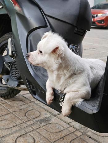 Tìm Chó lạc tại Hà Nam -  Chó Phốc sóc lai Bắc Kinh Đực, màu Trắng