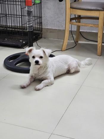 Tìm Chó lạc tại Hà Nam