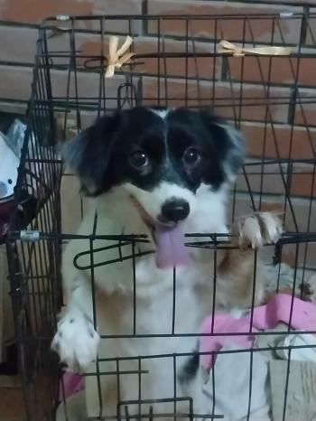 Tìm Chó lạc tại Bắc Ninh