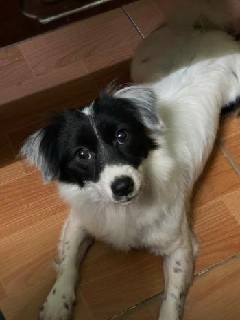 Tìm Chó lạc tại Bắc Ninh -  Chó Poodle Cái, màu Trắng