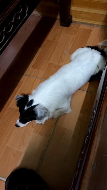 Tìm Chó lạc tại Bắc Ninh -  Chó Poodle Cái, màu Trắng