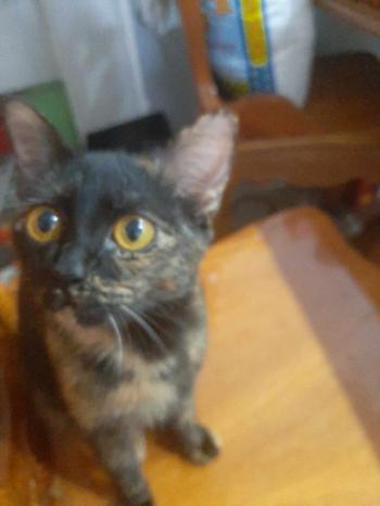 Tìm Mèo lạc tại Đồng Nai