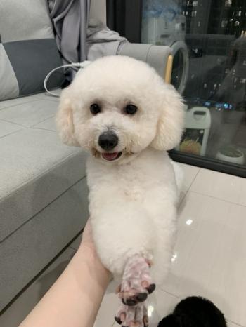 Tìm Chó lạc tại Bắc Giang -  Chó Poodle Cái, màu Trắng