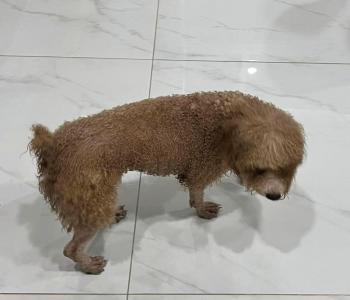 Phát hiện Chó lạc tại TP Hồ Chí Minh -  Chó Poodle, màu Kem (Vàng mơ)