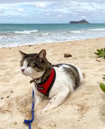 Mèo Hawaii