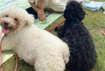 Tìm Chó lạc tại Hà Nội -  Chó Poodle Cái, màu Trắng