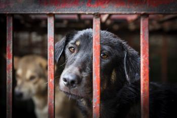 Trộm chó: một hành trình tàn nhẫn