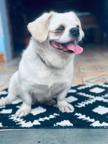 Tìm Chó lạc tại Bắc Giang - Chó Phốc sóc lai Bắc Kinh Cái, màu Trắng