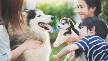 Các em bé và chó Alaska