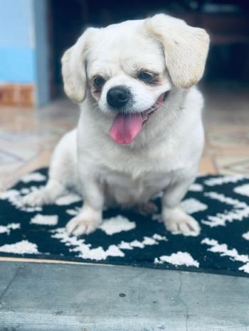 Tìm Chó lạc tại Bắc Giang -  Chó Phốc sóc lai Bắc Kinh Cái, màu Trắng