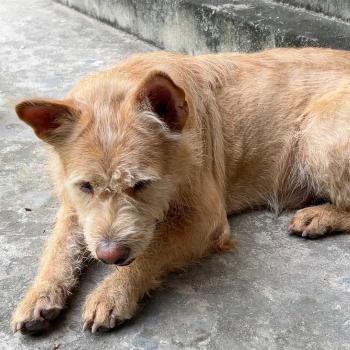 Tìm Chó lạc tại Tây Ninh