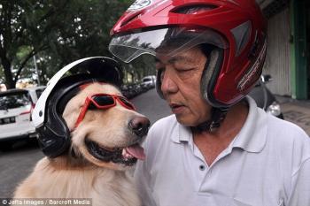 Chó đội mũ bảo hiểm tham gia giao thông