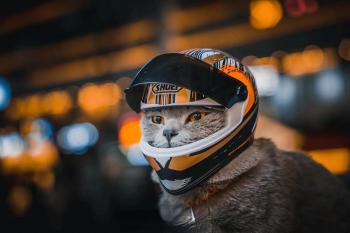 Mèo đội mũ bảo hiểm