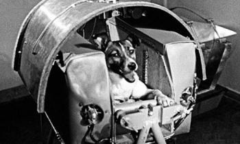Chó Laika – chú chó đầu tiên bay vào vũ trụ