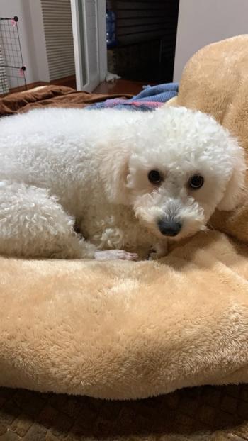 Tìm Chó lạc tại Bắc Giang -  Chó Poodle Cái, màu Trắng