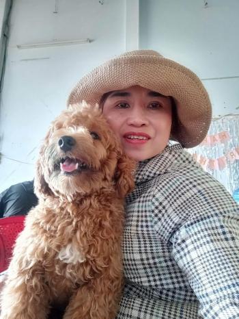 Tìm Chó lạc tại Đắk Lắk -  Chó Poodle Đực, màu Nâu đỏ