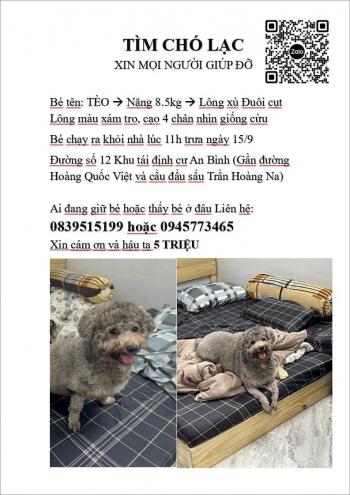Tìm Chó lạc tại Cần Thơ - Chó Poodle Đực, màu Xám