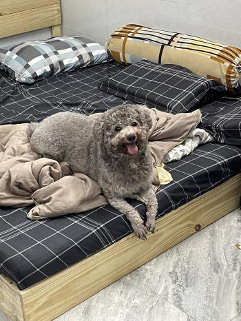 Tìm Chó lạc tại Cần Thơ -  Chó Poodle Đực, màu Xám