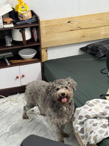 Tìm Chó lạc tại Cần Thơ -  Chó Poodle Đực, màu Xám