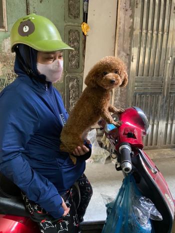 Tìm Chó lạc tại Hà Nội -  Chó Poodle Cái, màu Nâu đỏ