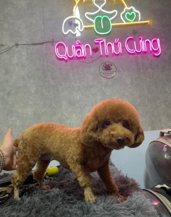 Tìm Chó lạc tại Hà Nội -  Chó Poodle Cái, màu Nâu đỏ